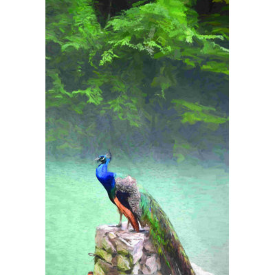 " Peacock On Rocks With Water "