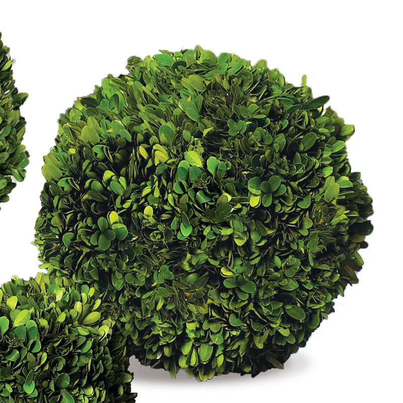 Preserved Greens Topiary, Hedge Plant in, 8" H x 8" W x 8" D