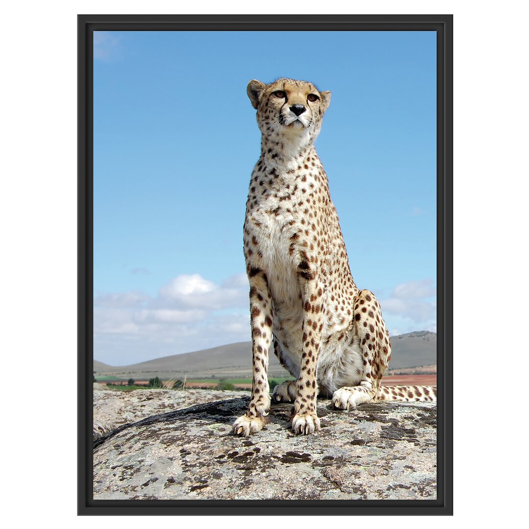 Gerahmtes Wandbild Wachsamer Gepard