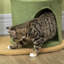 Plymouth 83cm H Cat Tree