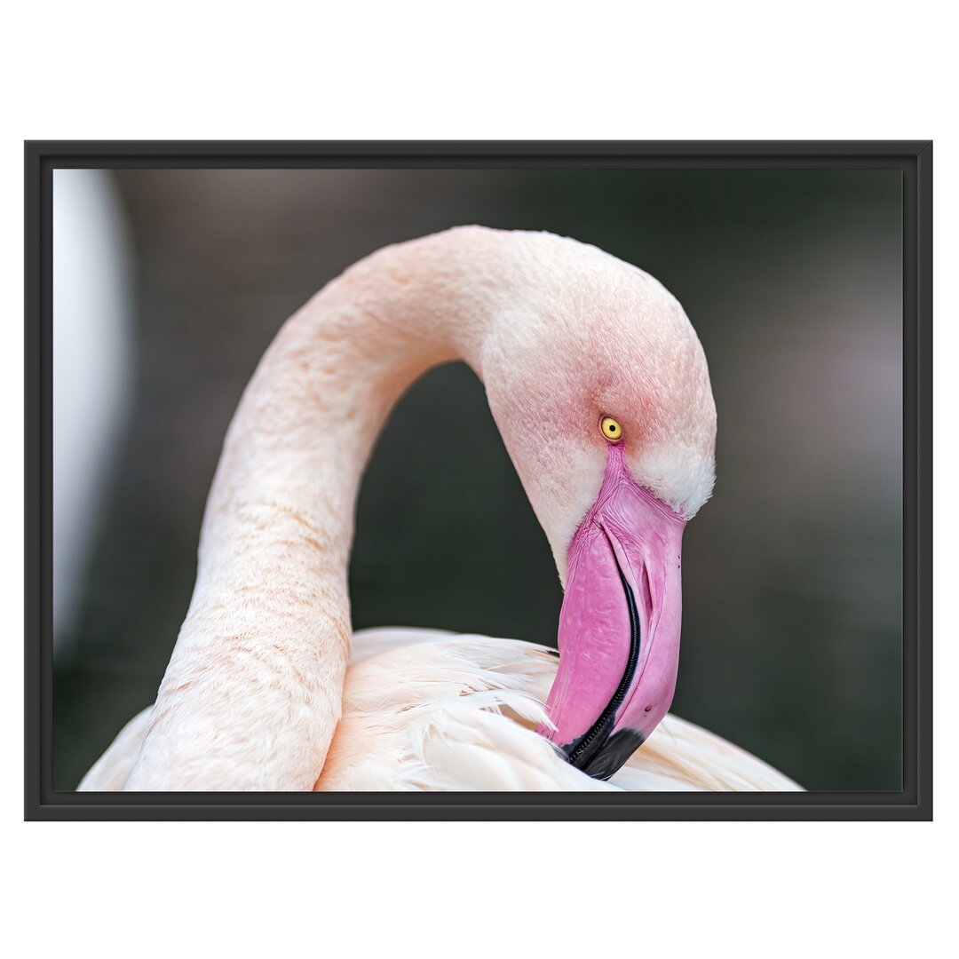 Gerahmtes Wandbild Flamingo beim Putzen