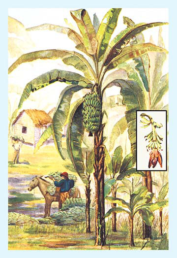 « banana trees », reproduction d’art, H 42 po x l 28 po