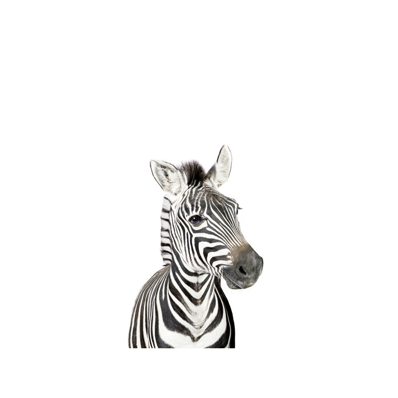 Baby Zebra - Wrapped Canvas Print, 101.6 cm H x 66.04 cm W x 3.175 cm D