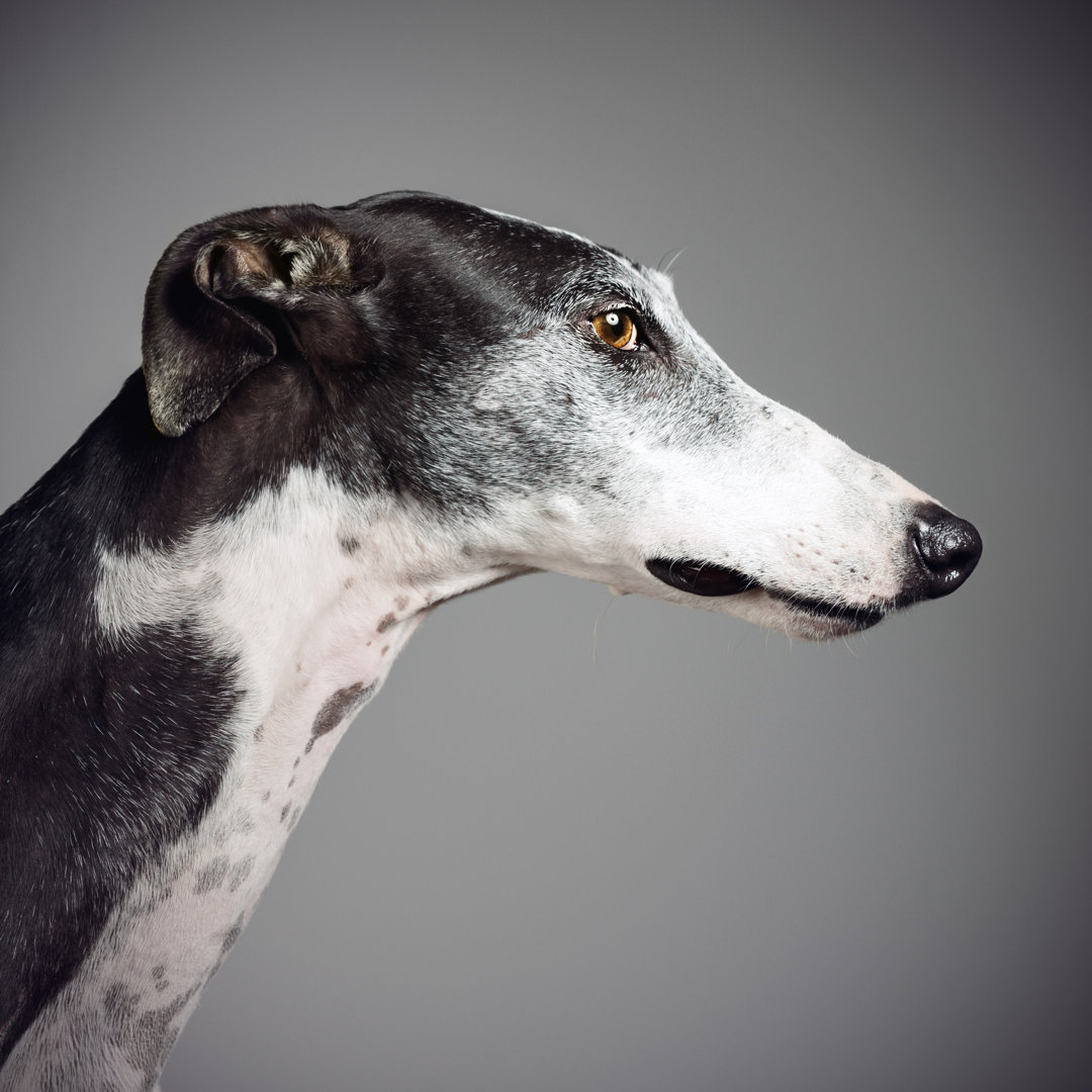 Greyhound von SensorSpot - Drucken