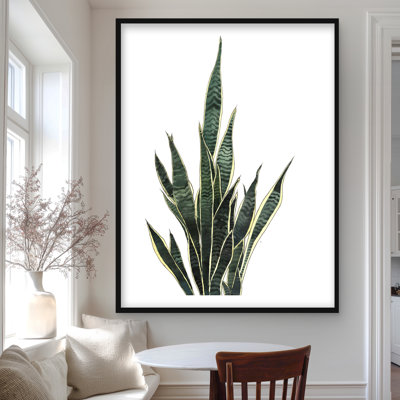 Snake Plant - Kitchen Botanical