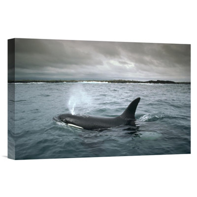 " Orca, Santa Cruz Island, Galapagos Islands, Ecuador "