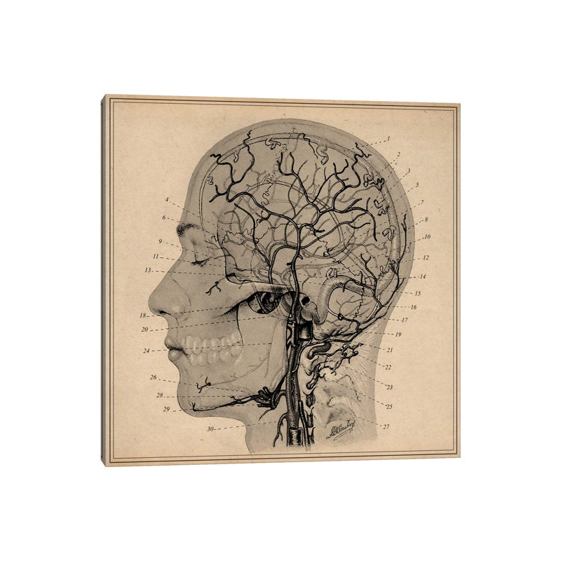 Anatomy Of Human Head by Unknown Artist - Wrapped Canvas Print, 93.98 cm H x 93.98 cm W x 1.91 cm D