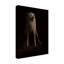Art sur toile bolologique Gordon Semmens Snarl-104142793