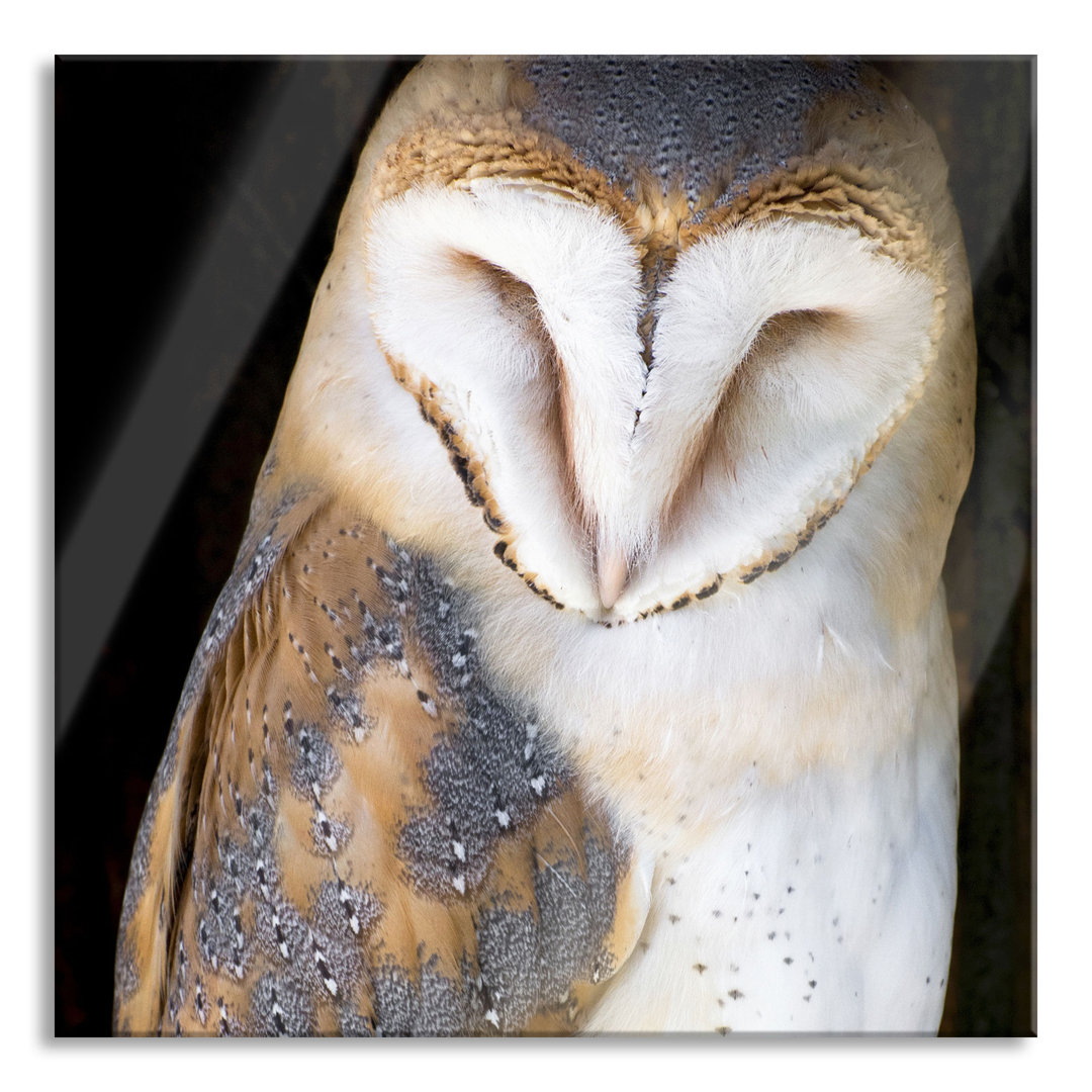 Glasbild Barn Owl