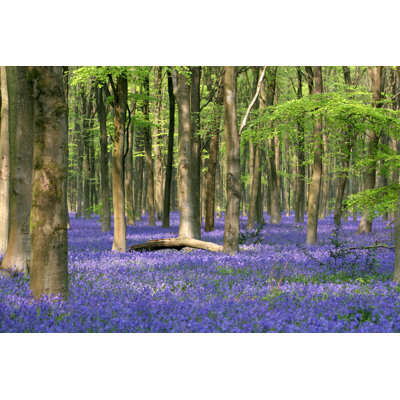 Bluebell Wood - photographie sur toile tendue