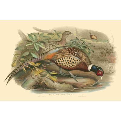 " Gould Pheasants I " by John Gould Painting Print