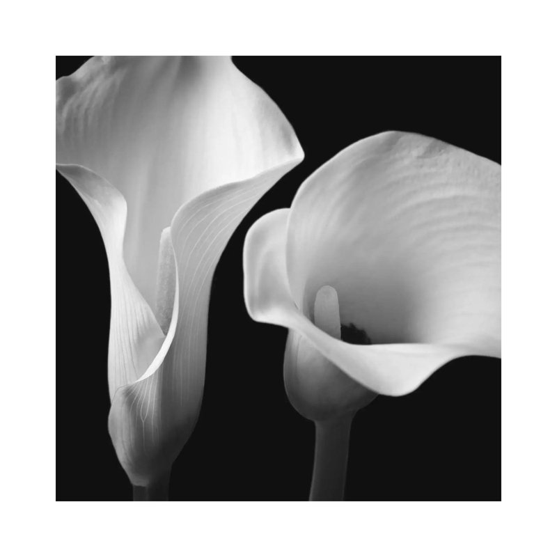 Softness II by Assaf Frank - Wrapped Canvas Print, 66.04 cm H x 66.04 cm W x 3.175 cm D