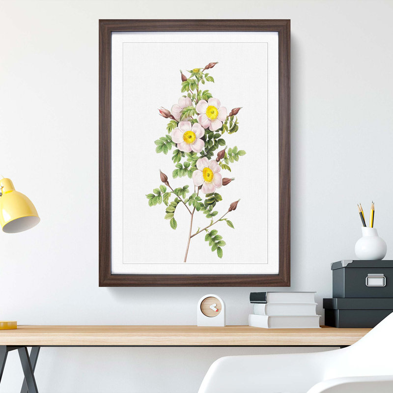 Burnet Rose in Pink by Pierre-Joseph Redoute - Picture Frame Art Print, 48cm H x 36cm W x 2cm D, Walnut Framed