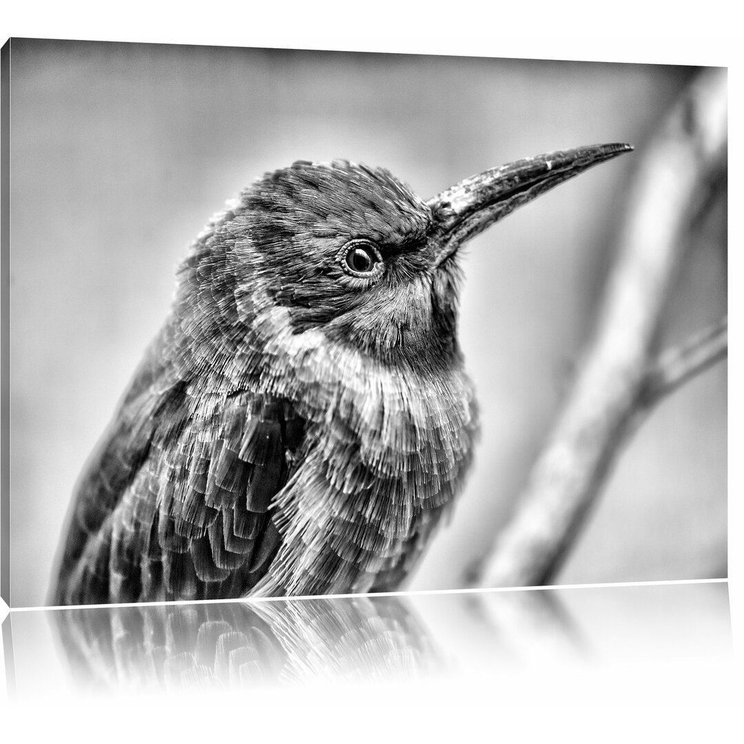 Leinwandbild Kleiner tropischer Vogel in Monochrom