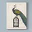 « peacock cage ii », reproduction d’impression sur toile tendue-33424219