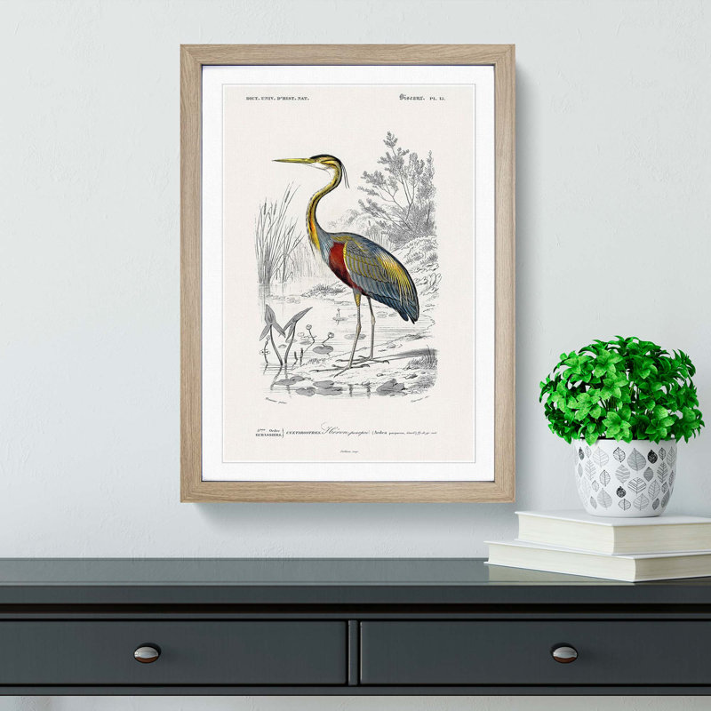 Heron by Charles D'Orbigny - Picture Frame Painting Print, Oak Framed, 48cm H x 36cm W x 2cm D