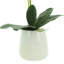 Phalaenopsis Orchid Floral Arrangement in Pot-1204512991