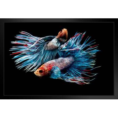 Red and Blue Betta Fish - Wrapped Canvas Painting Rosecliff Heights Size: 12 H x 12 W