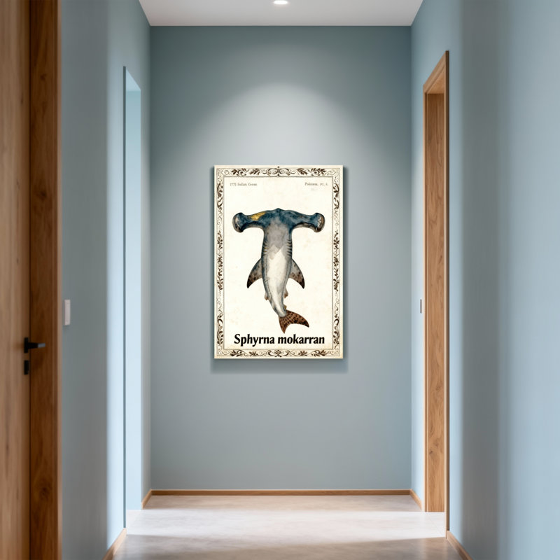Animaux, requin Sphyrna Mokarran, illustration scientifique rétro, H 24 po x l 16 po
