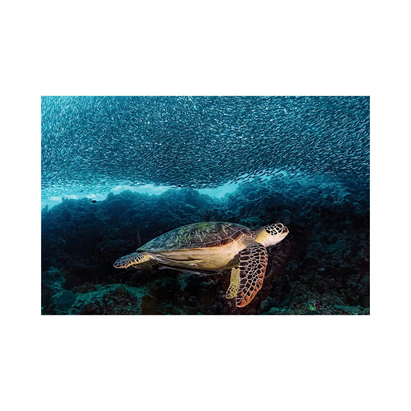 Turtle And Sardines by Henry Jager - Print on Canvas, Wrapped Canvas, 20.32 cm H x 30.48 cm W