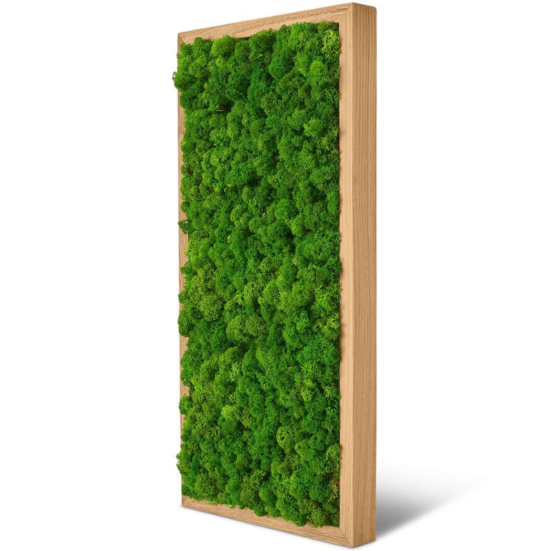 Moss Picture Reindeer Moss, Oak