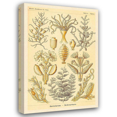Caneck, Haeckel gris, Ernst, art sur toile tendue, Haeckel, Nature, illustrations: Sertulariae
