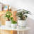 3-Pack Ceramic Plant Pots-1262237218