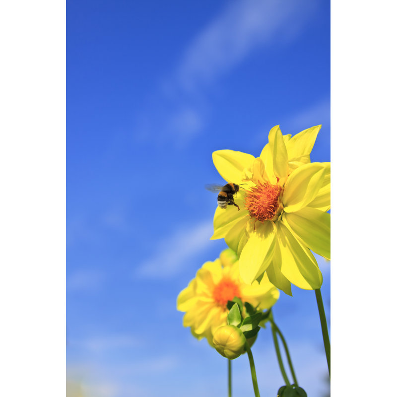 Basanti Bee - Wrapped Canvas Print, 46cm H x 30cm W x 3.8cm D