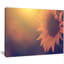 Photo rétro de tournesol en gros plan - impression sur toile tendue-1462134553