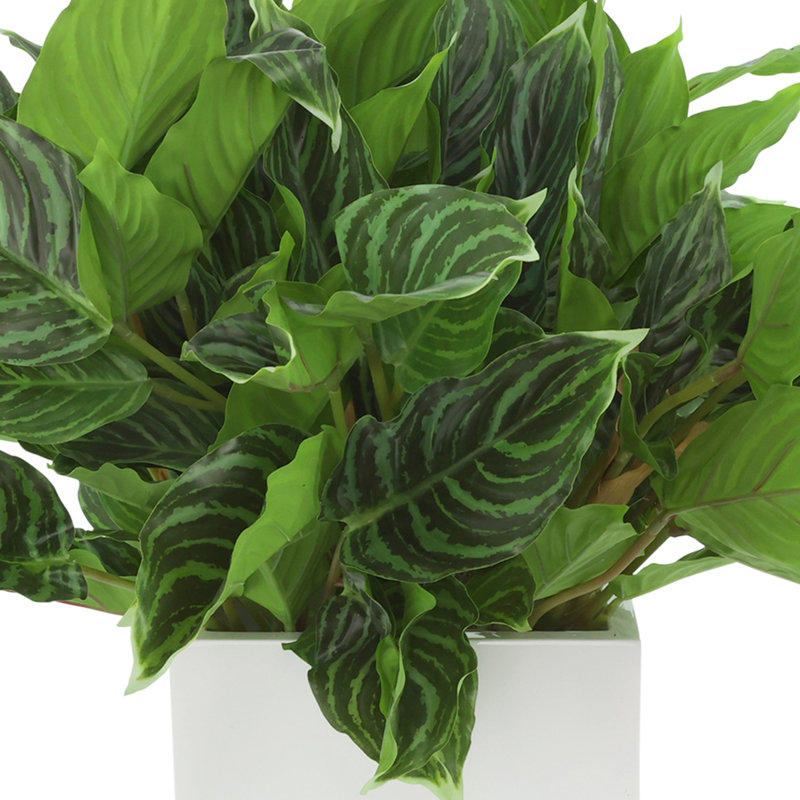 Rohdea Japonica Plant in Fiberstone Pot