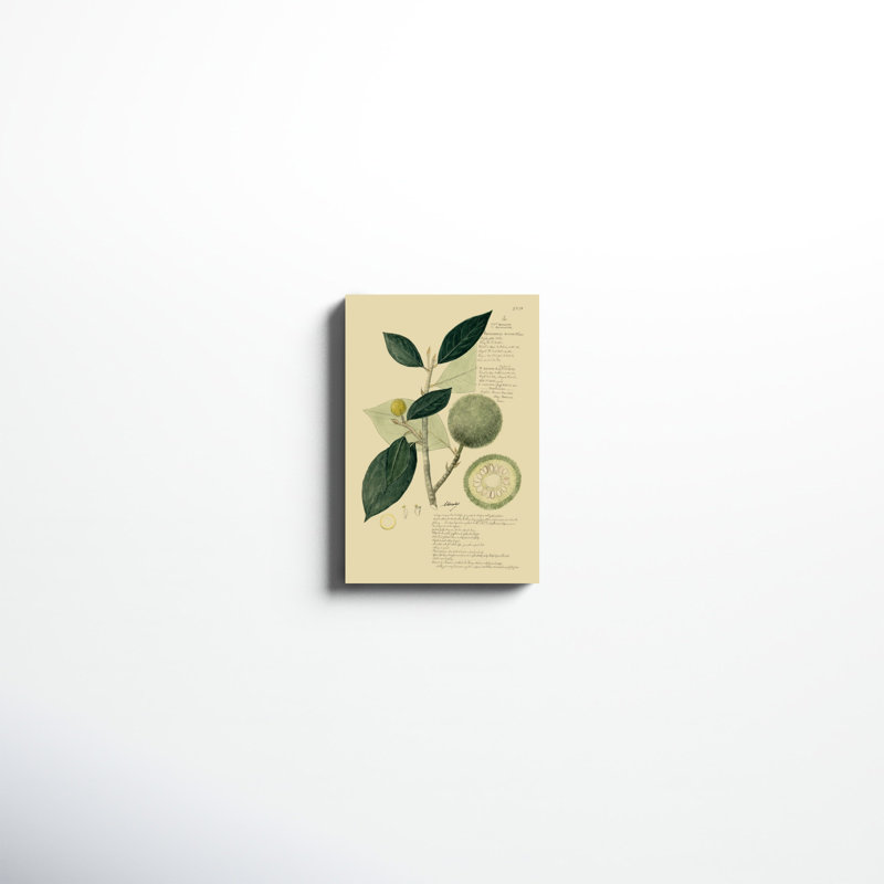 «Descubes Tropical Fruits I», peinture sur toile, H 18 po x l 12 po