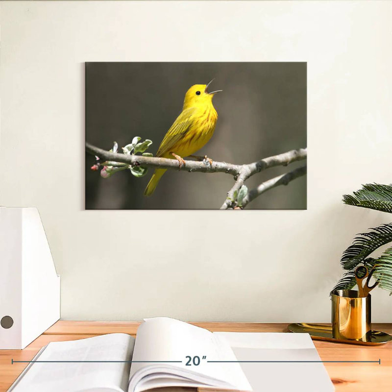 Warbler Songbird
