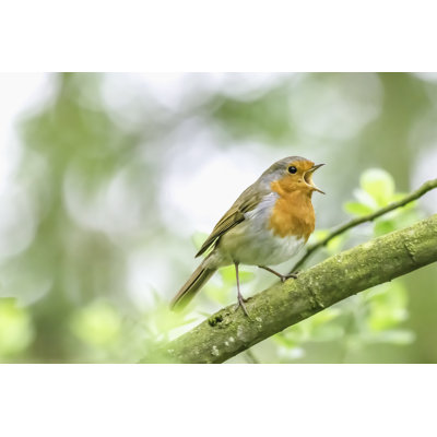 European Robin by JazzLove - Wrapped Canvas Print