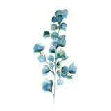 Eucalyptus Leaves II Giclee Print by Barclay Butera