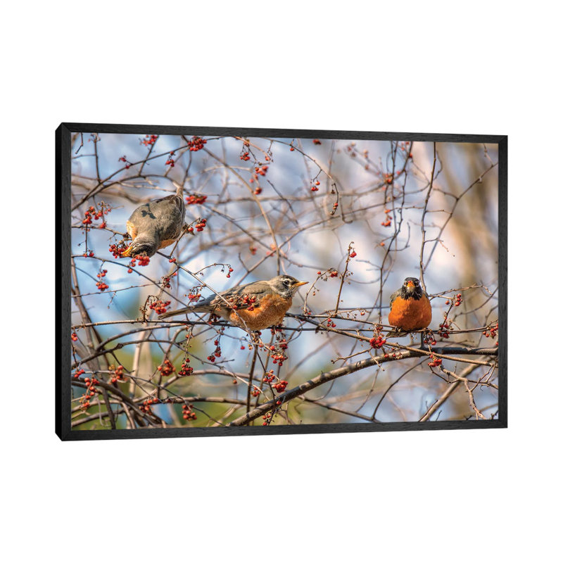 Spring Robins II by David Gardiner - Print on Canvas, 66.04 cm H x 45.72 cm W, Black Framed