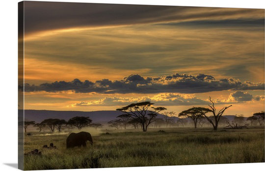 "Afrique" par Amnon Eichelberg, "Straub" par Straub, H 32 po x l 48 po x P 1,25 po, Toile