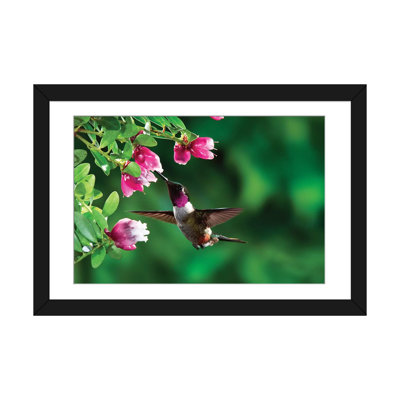 « magenta-gorgeed woodstare », impression sur toile, "costa rica" , reproduction d’art sur toile