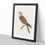 A Common Kestrel by Von Wright - Framed Print-55457540-55457539