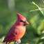 Red Cardinal Couple on branch | Handcrafted Decorative Bird Statue for Home & Garden | Premium Polyresin, Weather-Resistant Indoor/Outdoor Decor