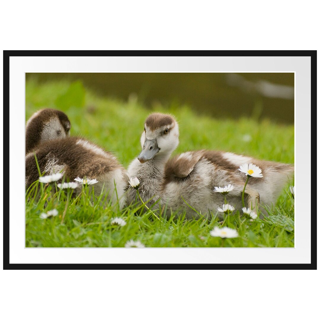 Gerahmtes Poster Kühe auf Wiese