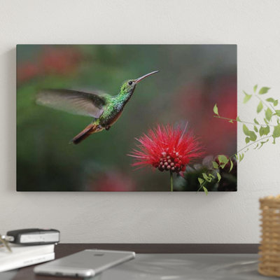 " Rufous-Tailed Hummingbird At Fairy Duster Flower, Costa Rica " by Tim Fitzharris