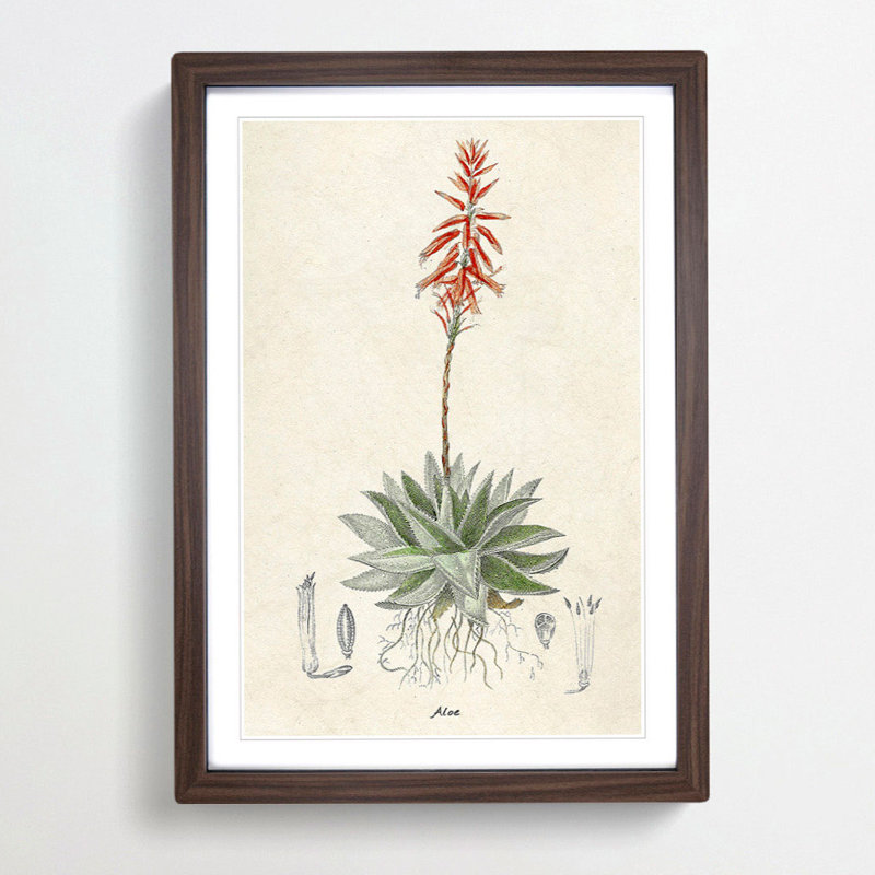 Illustration of an Aloe Vera Plant - Picture Frame Graphic Art Print, Walnut Framed, 48cm H x 36cm W x 2cm D