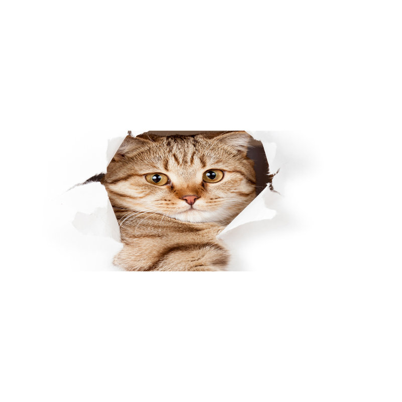 Cat - Wrapped Canvas Print