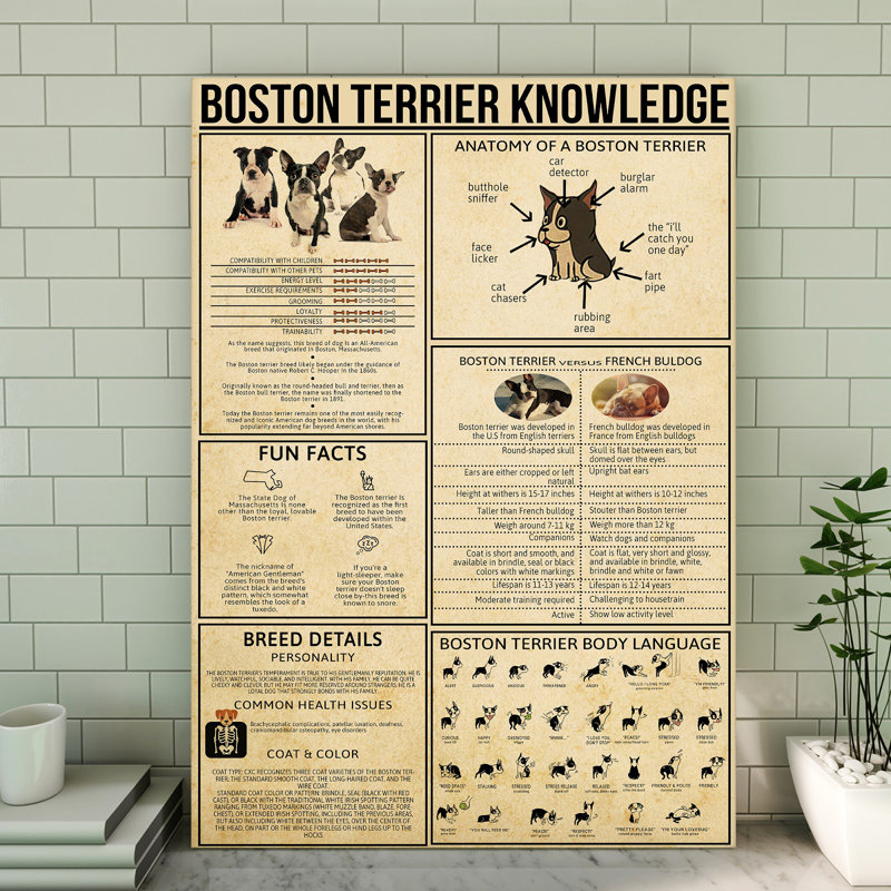 Toile tendue Boston Terrier, H 20 po x l 16 po x P 2 po