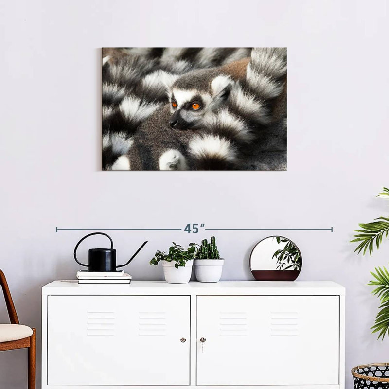 Crowle Ring-Tailed Lemur, 20" H x 30" W