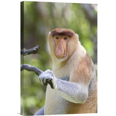 " Proboscis Monkey Dominant Male "