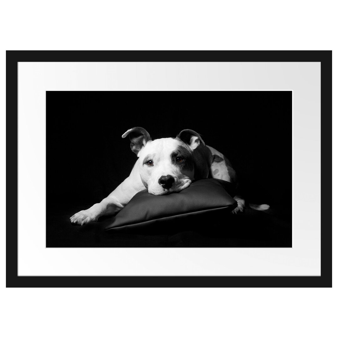 Gerahmtes Poster American Staffordshire auf Kissen