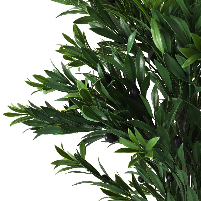 Primrue olive en pot