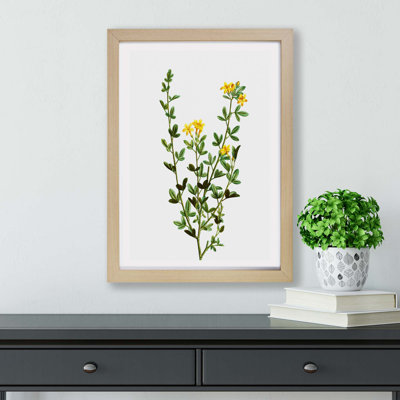 Yellow Jasmine Flowers by Pierre-Joseph Redoute - Framed Print