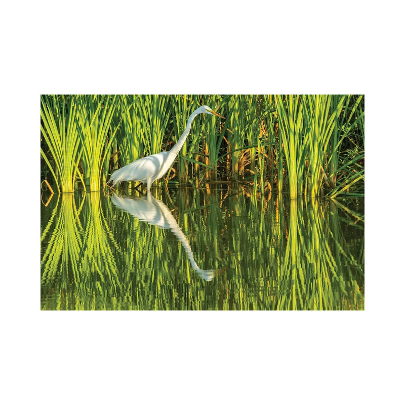 USA, Louisiana, Lake Martin. Sunrise Great Egret Hunting In Reeds. by Jaynes Gallery - Wrapped Canvas Print